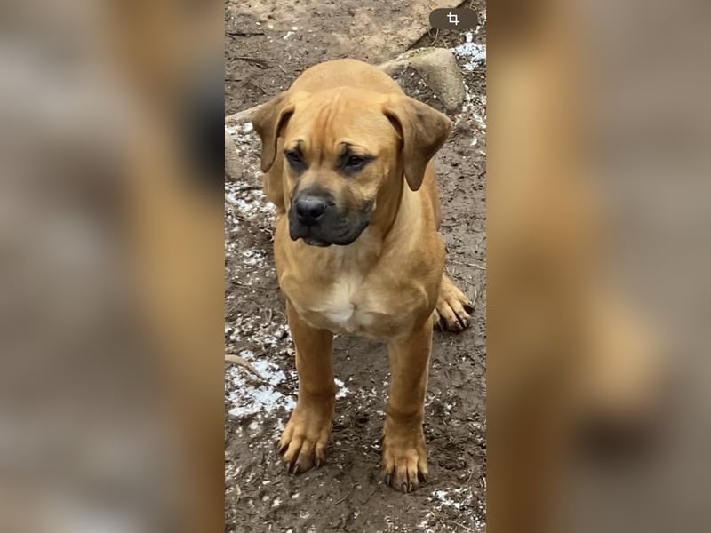 Boerboel, Welpe , Familienhund, Wachhund