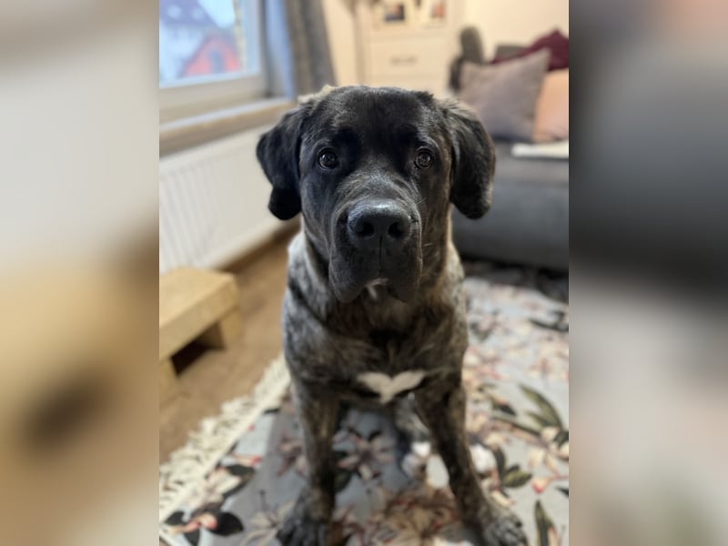 South African Boerboel Rüde