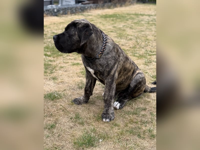South African Boerboel Rüde