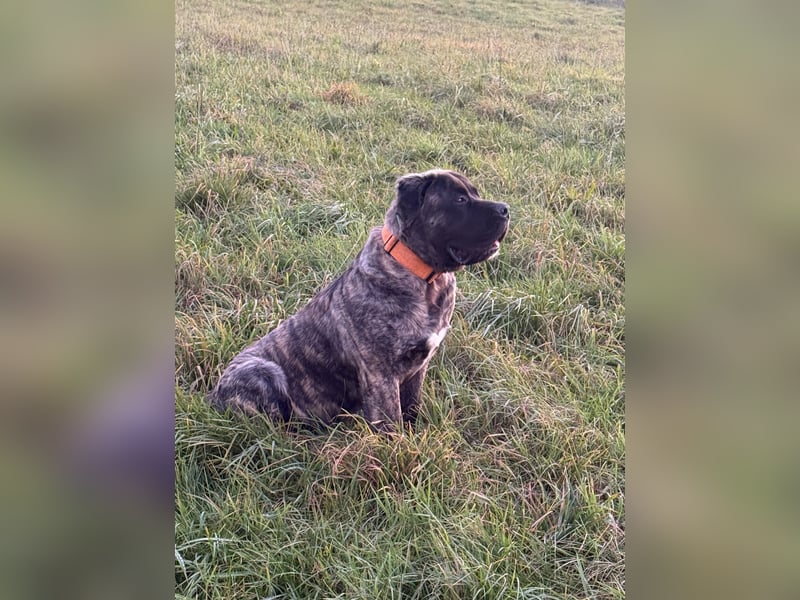 South African Boerboel Rüde