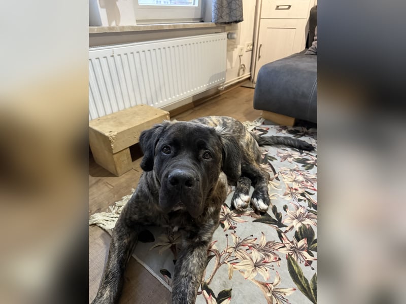 South African Boerboel Rüde