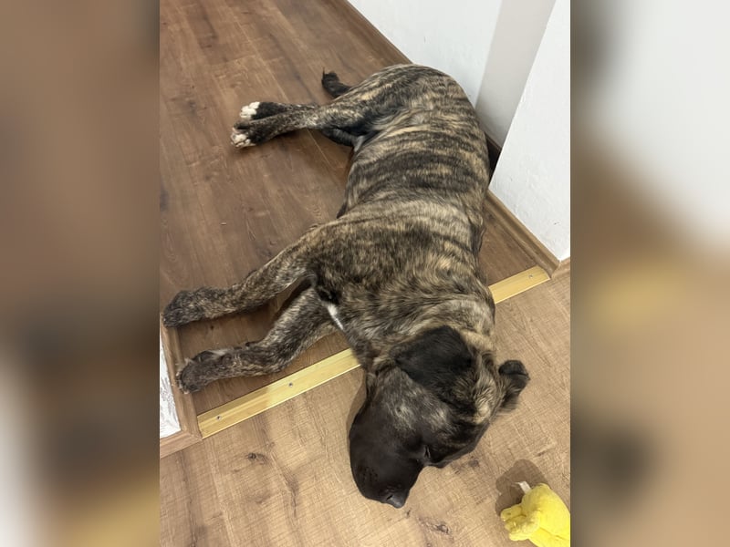 South African Boerboel Rüde