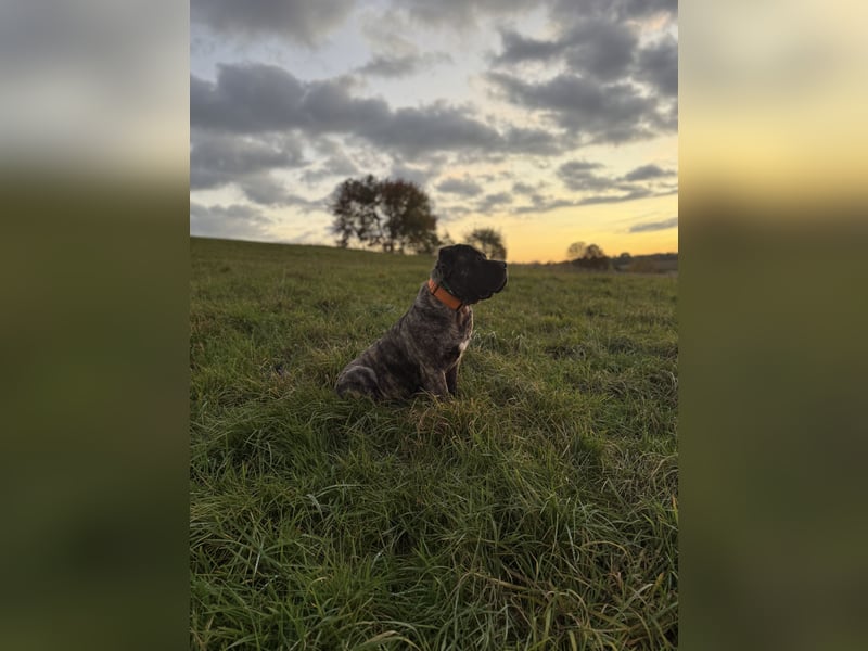 South African Boerboel Rüde