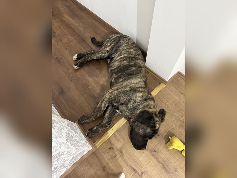 South African Boerboel Rüde