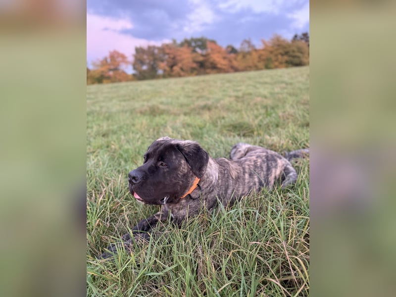 South African Boerboel Rüde