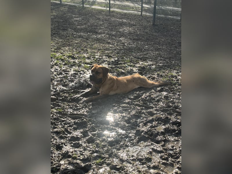 Boerboel Rüde Bruno