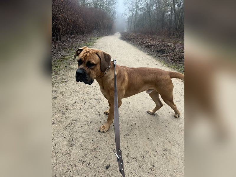 Boerboel Rüde Bruno