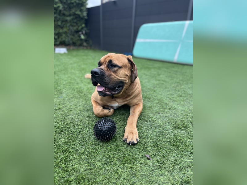 Boerboel Rüde Bruno