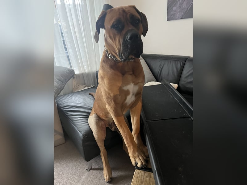 Boerboel Rüde Bruno