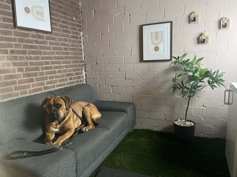 Boerboel Rüde Bruno