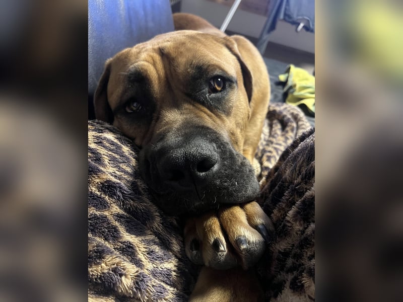 Boerboel Rüde Bruno