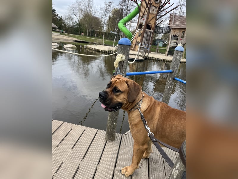 Boerboel Rüde Bruno