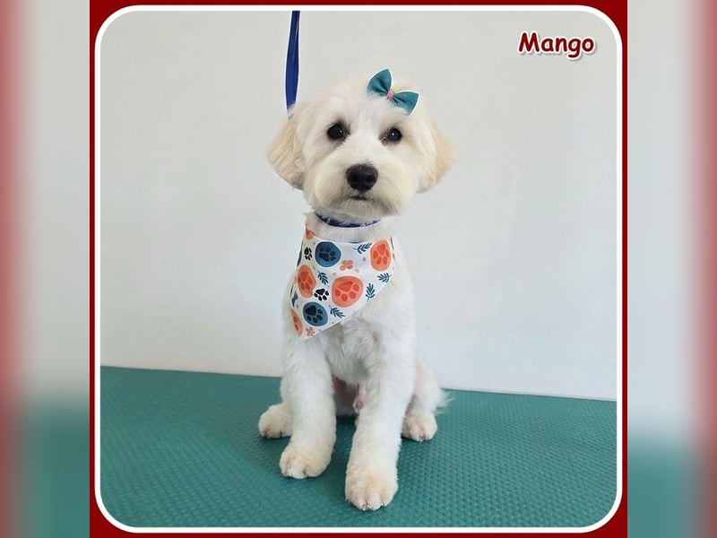 Mango: anhänglicher, kleiner Sonnenschein!