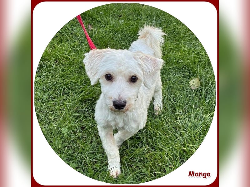 Mango: anhänglicher, kleiner Sonnenschein!
