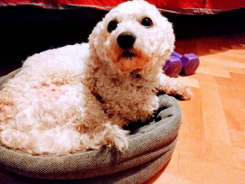 Teddy – liebevoller kleiner Bologneser sucht sein Für-Immer-Zuhause