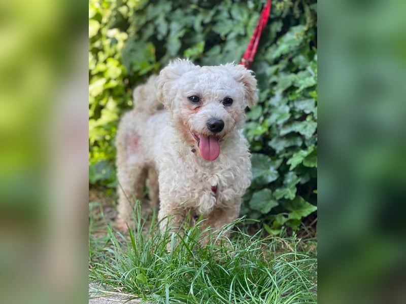 Teddy – liebevoller kleiner Bologneser sucht sein Für-Immer-Zuhause