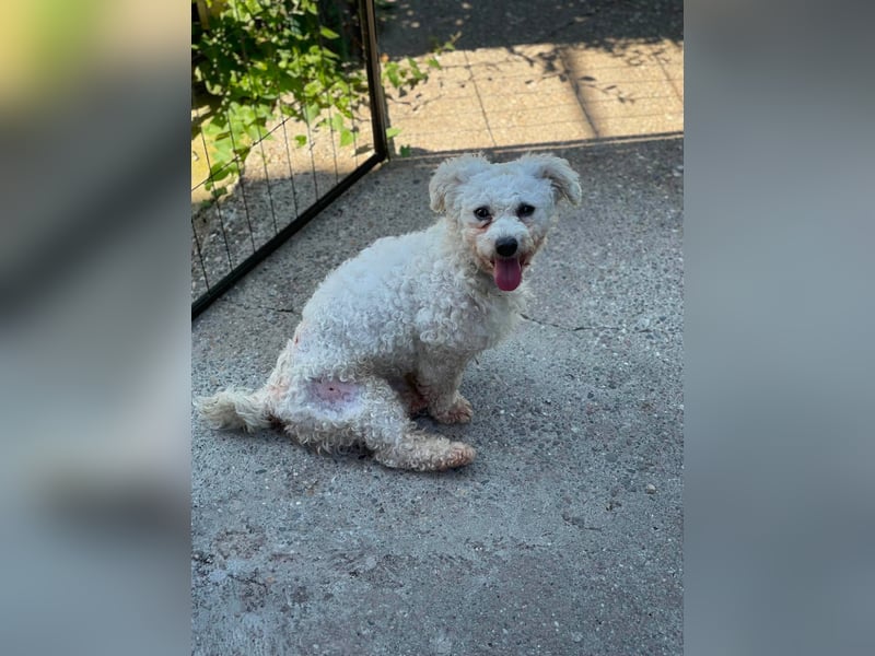 Teddy – liebevoller kleiner Bologneser sucht sein Für-Immer-Zuhause