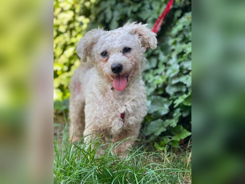 Teddy – liebevoller kleiner Bologneser sucht sein Für-Immer-Zuhause