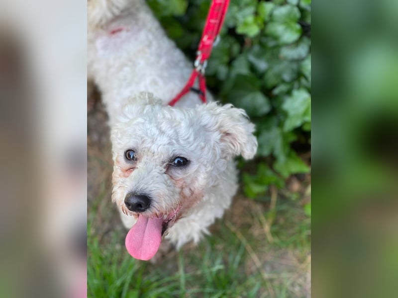 Teddy – liebevoller kleiner Bologneser sucht sein Für-Immer-Zuhause