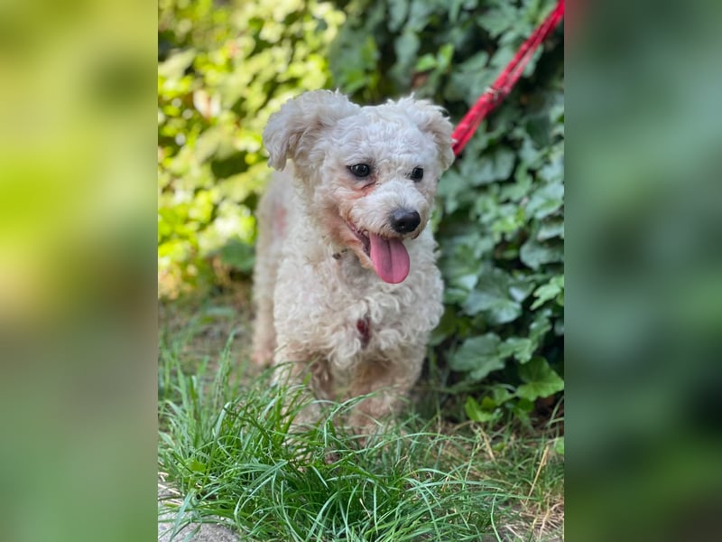 Teddy – liebevoller kleiner Bologneser sucht sein Für-Immer-Zuhause