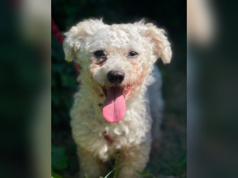 Teddy – liebevoller kleiner Bologneser sucht sein Für-Immer-Zuhause