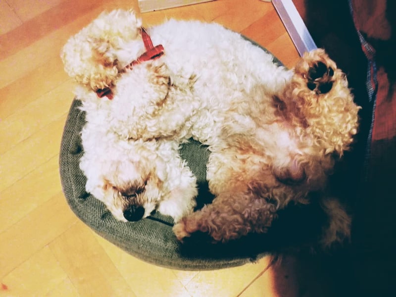 Teddy – liebevoller kleiner Bologneser sucht sein Für-Immer-Zuhause