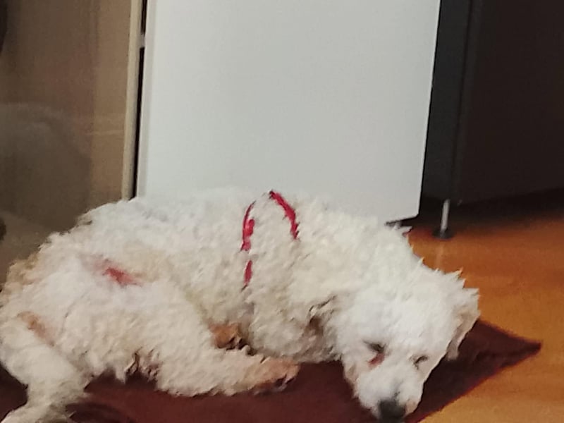 Teddy – liebevoller kleiner Bologneser sucht sein Für-Immer-Zuhause