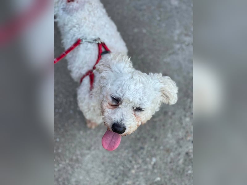 Teddy – liebevoller kleiner Bologneser sucht sein Für-Immer-Zuhause