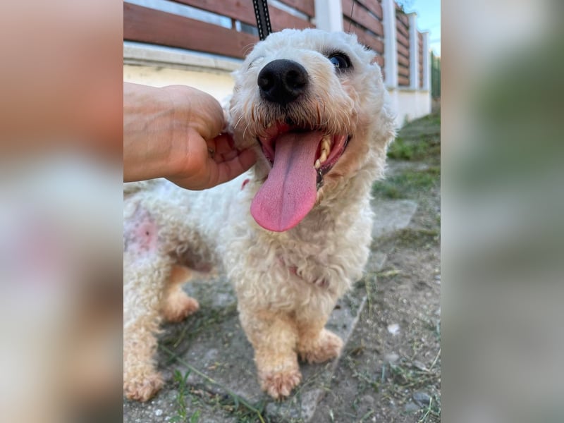 Teddy – liebevoller kleiner Bologneser sucht sein Für-Immer-Zuhause