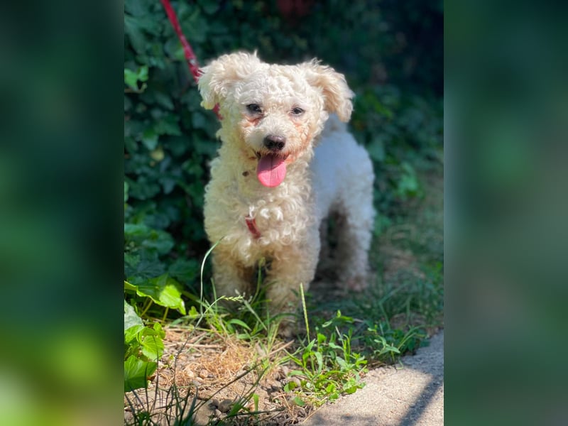 Teddy – liebevoller kleiner Bologneser sucht sein Für-Immer-Zuhause