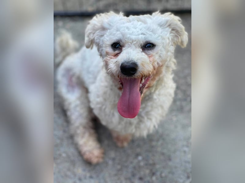 Teddy – liebevoller kleiner Bologneser sucht sein Für-Immer-Zuhause