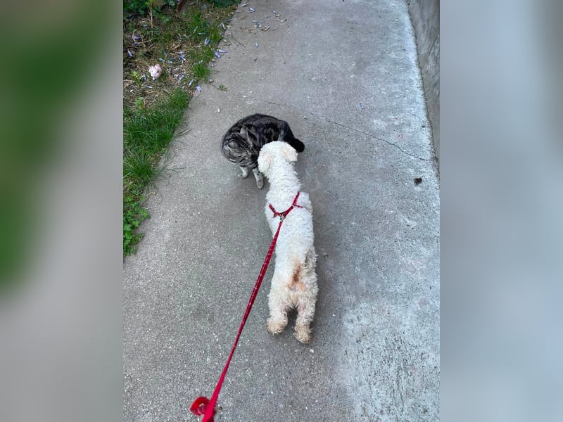 Teddy – liebevoller kleiner Bologneser sucht sein Für-Immer-Zuhause
