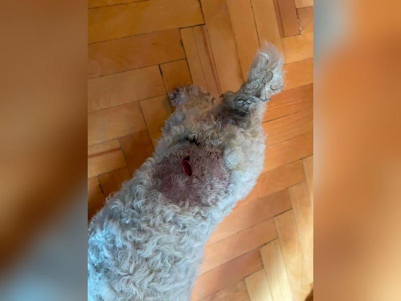 Teddy – liebevoller kleiner Bologneser sucht sein Für-Immer-Zuhause