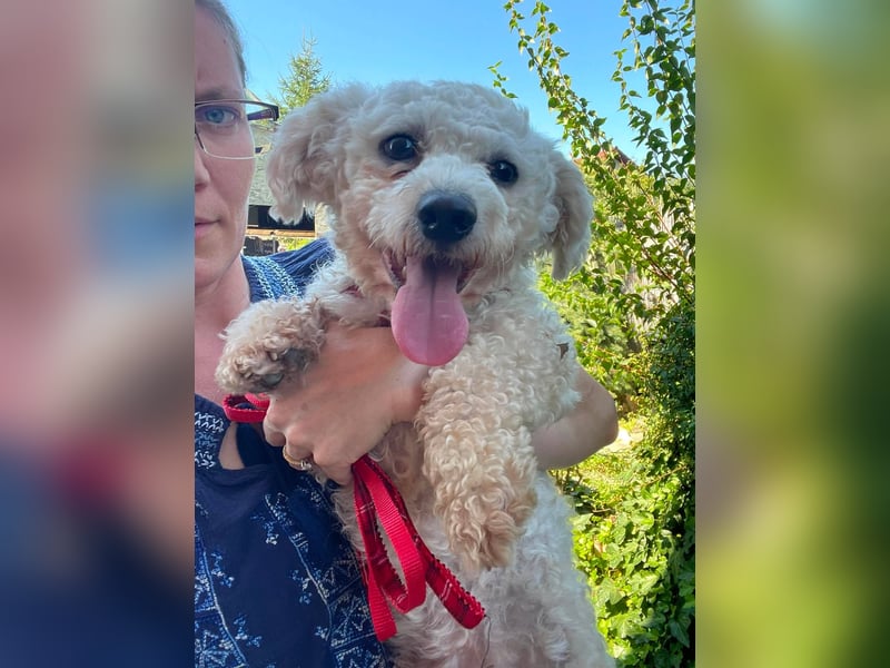Teddy – liebevoller kleiner Bologneser sucht sein Für-Immer-Zuhause