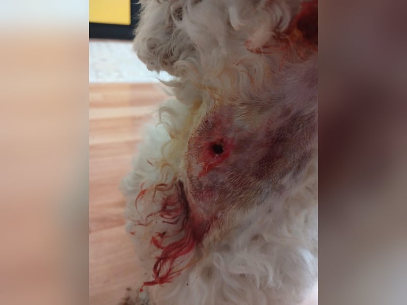 Teddy – liebevoller kleiner Bologneser sucht sein Für-Immer-Zuhause