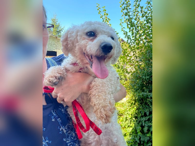 Teddy – liebevoller kleiner Bologneser sucht sein Für-Immer-Zuhause