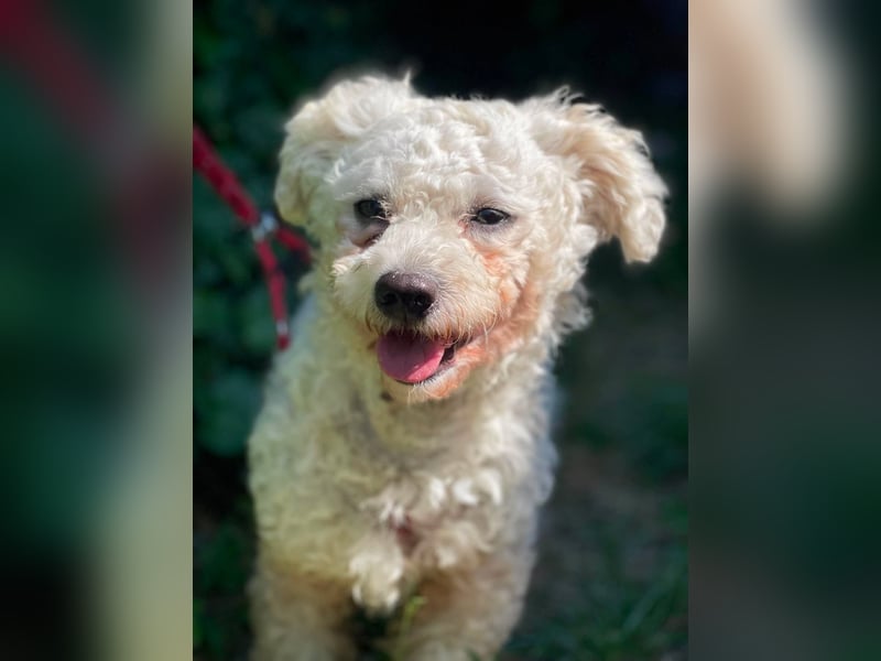 Teddy – liebevoller kleiner Bologneser sucht sein Für-Immer-Zuhause