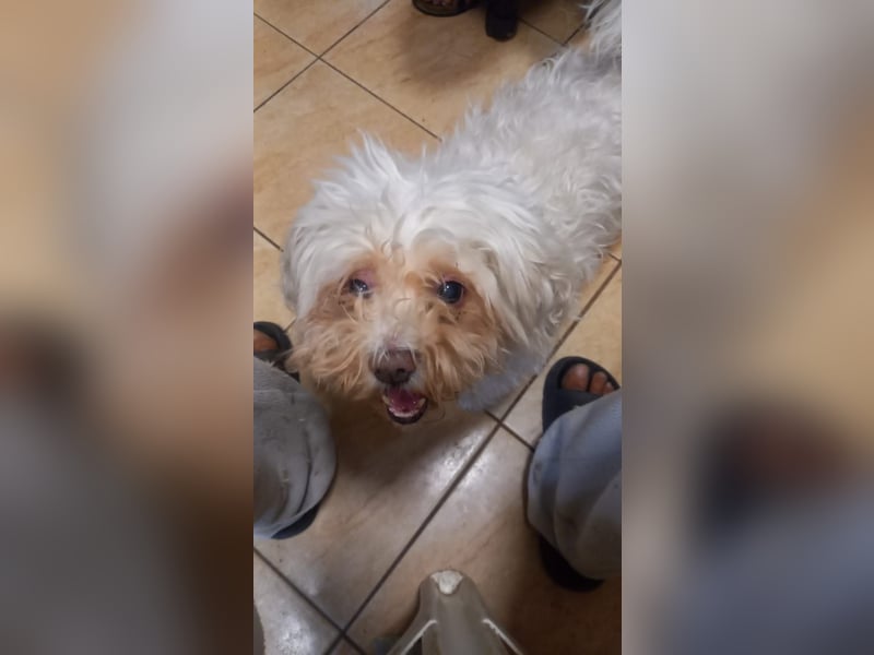 Lotti 2 PP – Kleine Bologneser-Omi sucht ruhiges Für-immer-Zuhause