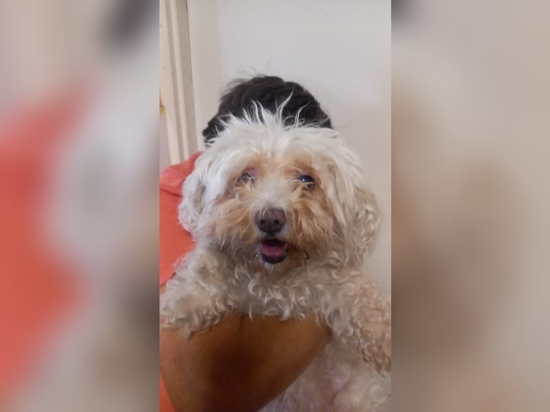 Lotti 2 PP – Kleine Bologneser-Omi sucht ruhiges Für-immer-Zuhause