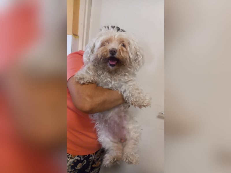 Lotti 2 PP – Kleine Bologneser-Omi sucht ruhiges Für-immer-Zuhause