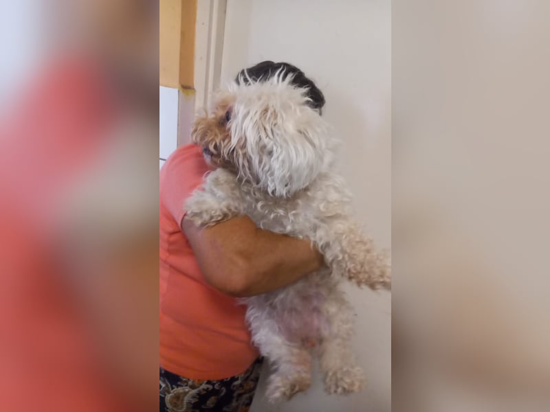 Lotti 2 PP – Kleine Bologneser-Omi sucht ruhiges Für-immer-Zuhause