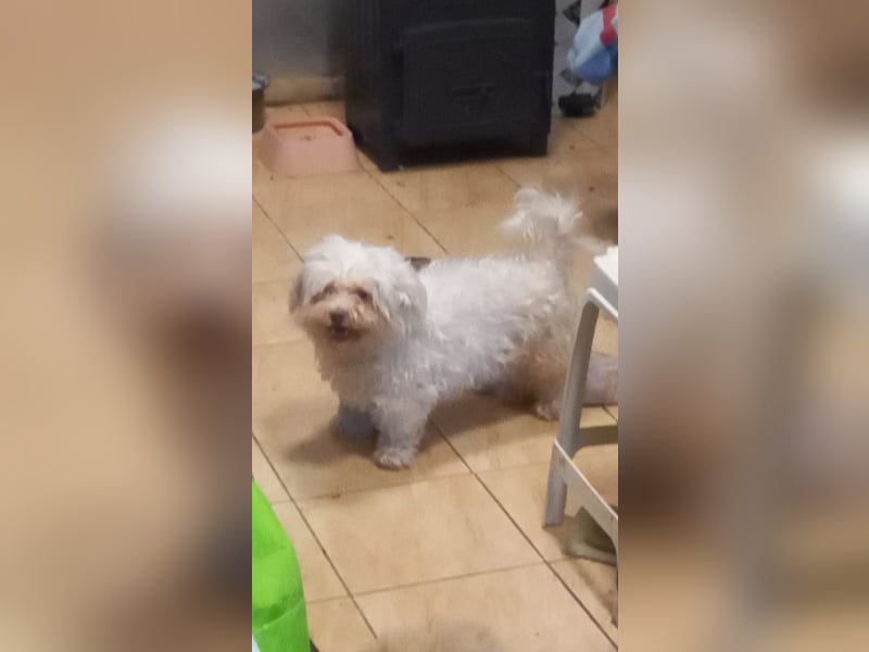 Lotti 2 PP – Kleine Bologneser-Omi sucht ruhiges Für-immer-Zuhause