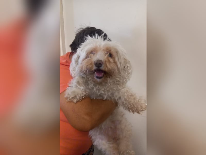 Lotti 2 PP – Kleine Bologneser-Omi sucht ruhiges Für-immer-Zuhause