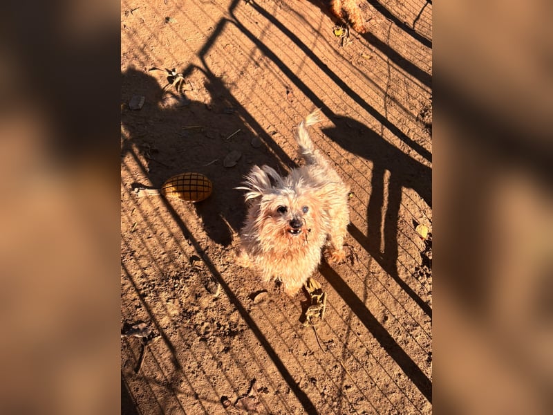 Max, lieber, kleiner Bologneser Rüde geb. 10/2018