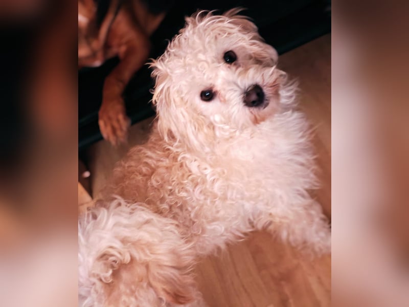 Freddy 1.5 Jahre – lieber Bologneser-Rüde sucht sein Für-immer-Zuhause