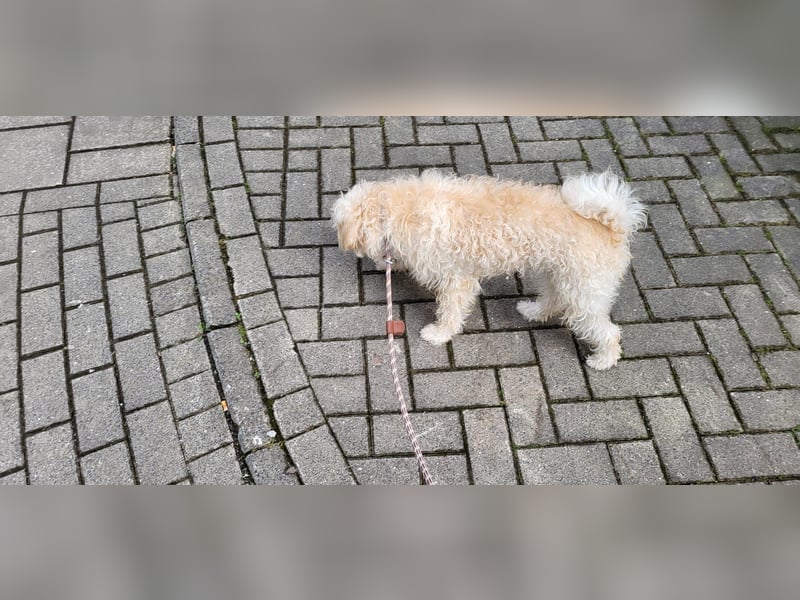 Freddy 1.5 Jahre – lieber Bologneser-Rüde sucht sein Für-immer-Zuhause