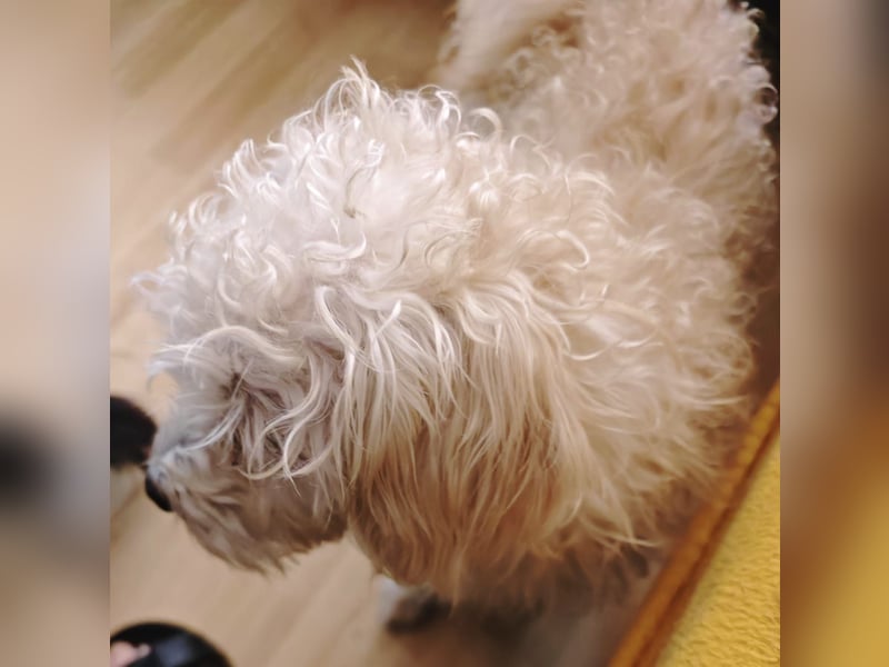 Freddy 1.5 Jahre – lieber Bologneser-Rüde sucht sein Für-immer-Zuhause