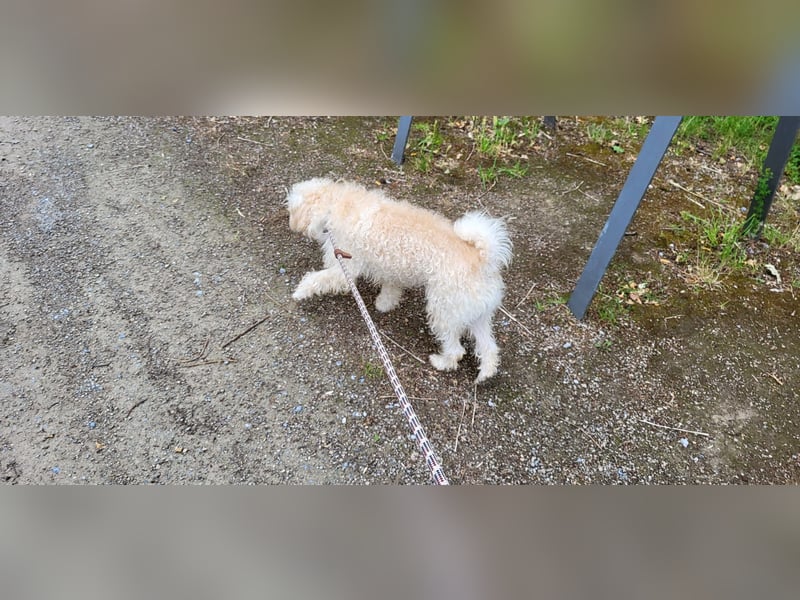 Freddy 1.5 Jahre – lieber Bologneser-Rüde sucht sein Für-immer-Zuhause