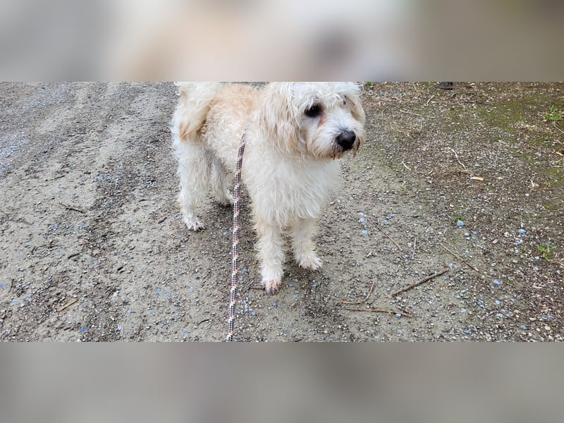 Freddy 1.5 Jahre – lieber Bologneser-Rüde sucht sein Für-immer-Zuhause