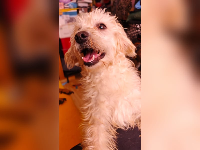 Freddy 1.5 Jahre – lieber Bologneser-Rüde sucht sein Für-immer-Zuhause